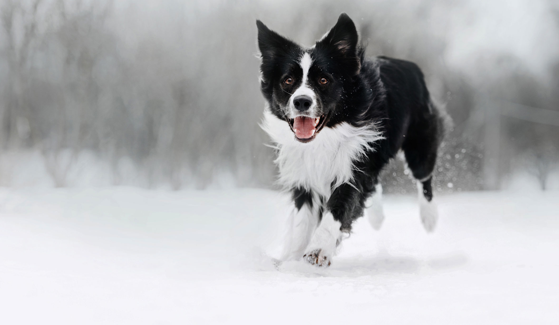 Microchipping Your Pet - North Jersey Animal Hospital