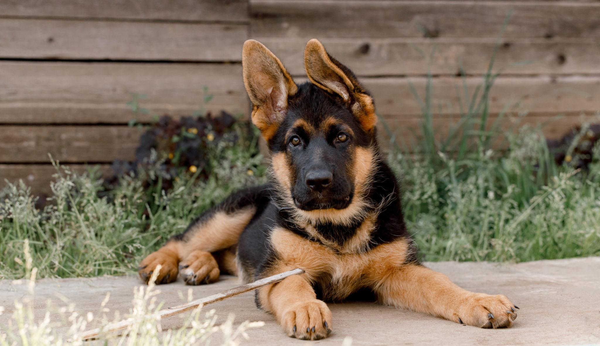 When Can my Puppy Start Going Outside? | North Jersey Animal Hospital