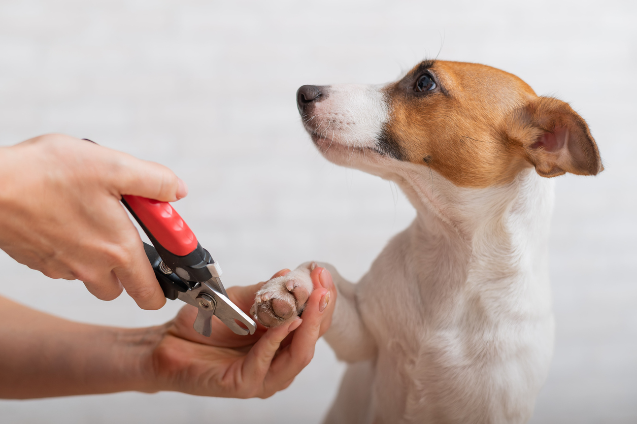 How Long Should Dog Nails Be? All About Dog Nail Trimming North