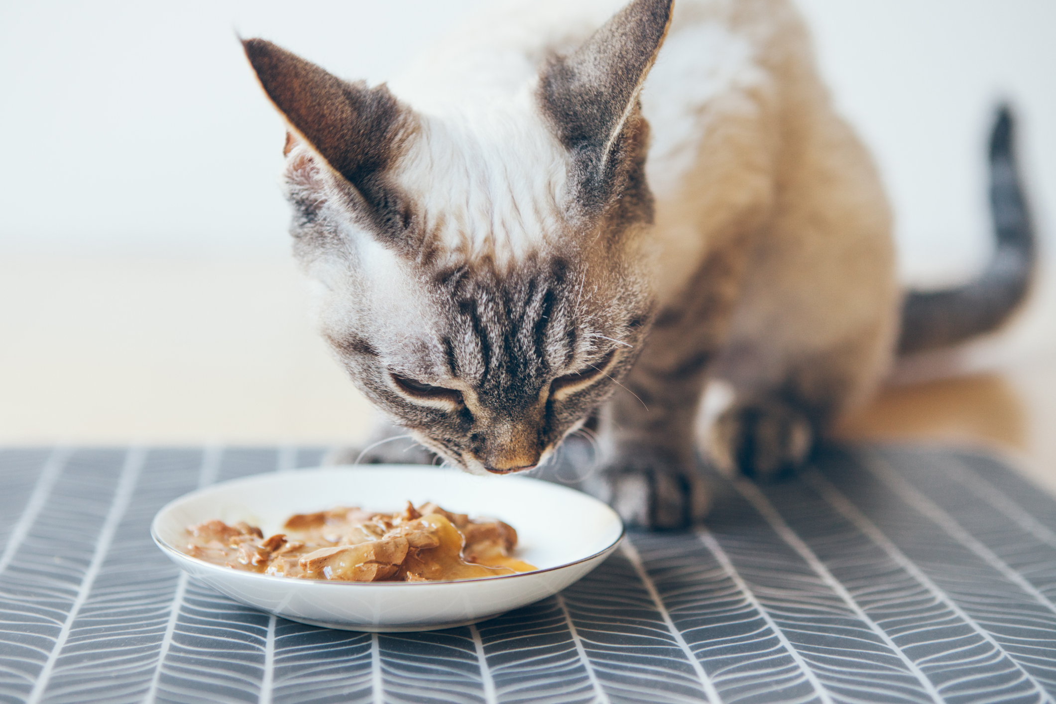 Canned Tuna for Cats: A Safe and Nutritious Treat or Potential Health ...