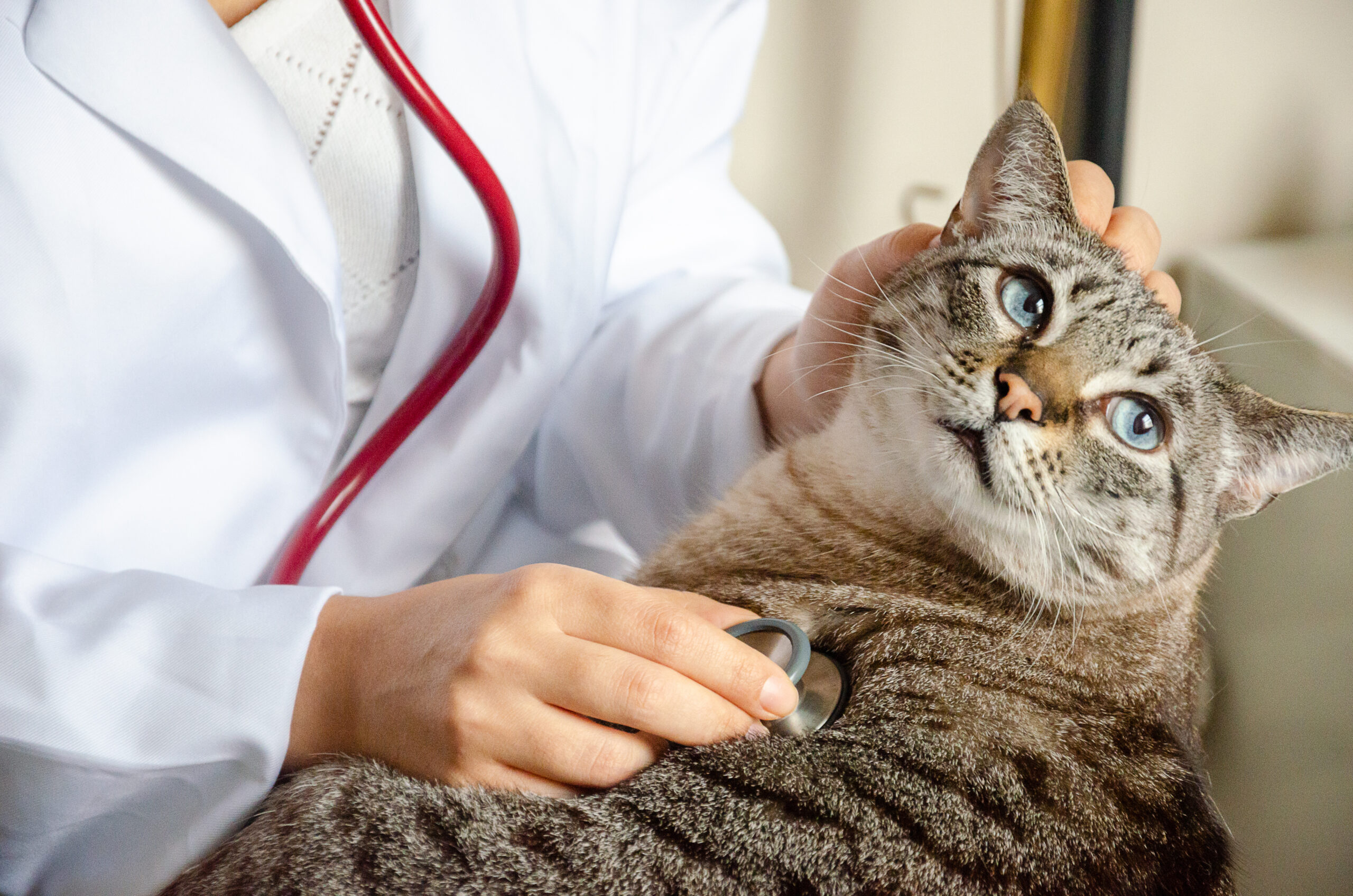 Managing Cat Hyperthyroidism Diagnosis and Treatment Options North