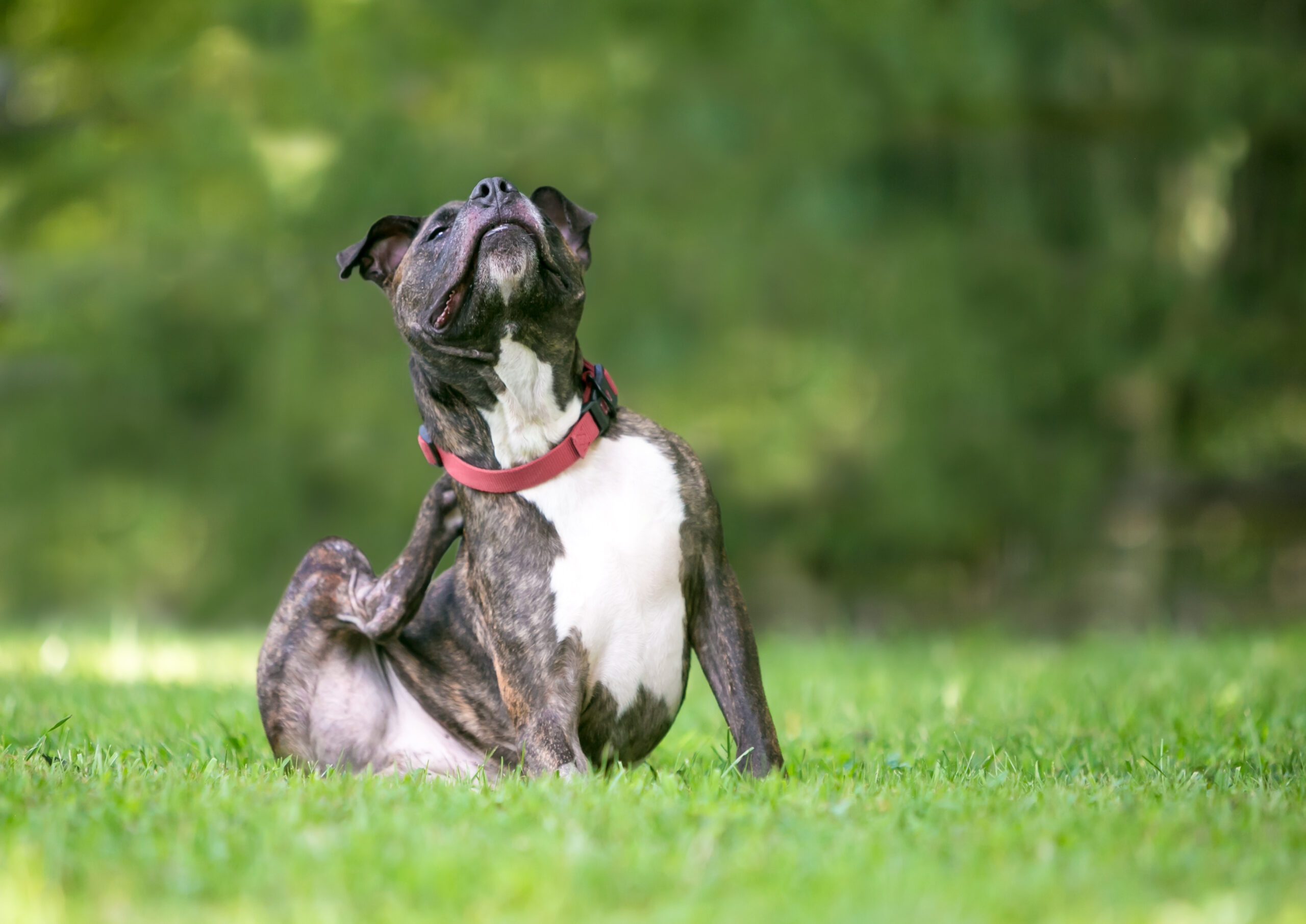 Why Is My Dog Itching? | North Jersey Animal Hospital