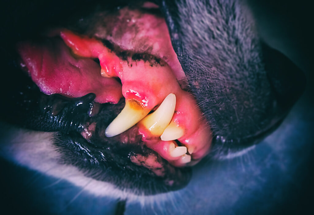 dog with gum disease