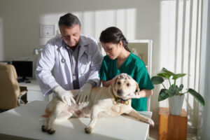 nurse-helping-veterinarian-examining-stomach-of-labrador-retriever-dog