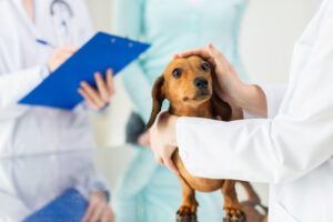 veterinarians-examining-dachshund-dog-at-clinic