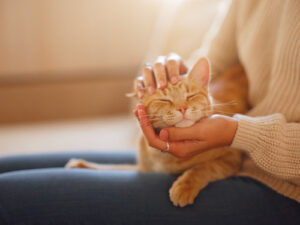 Managing Anxiety with Fluoxetine for Cats - North Jersey Animal Hospital