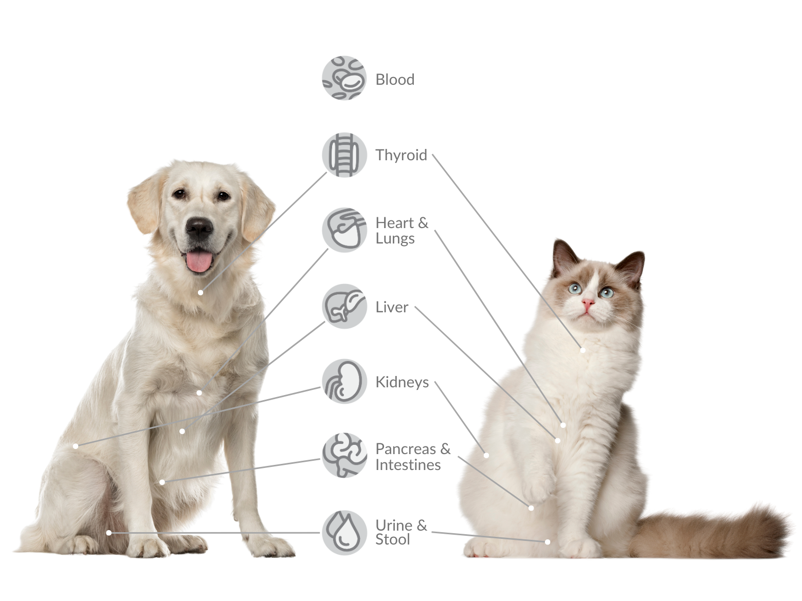 Pet Wellness - North Jersey Animal Hospital