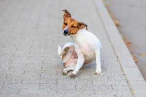 jack-russell-dog-scratching-itself