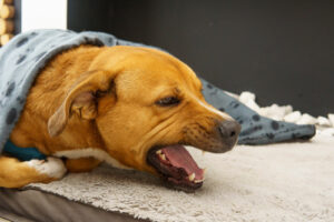 dog-laying-on-the-floor-under-blanket-coughing