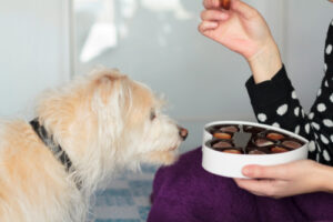dog sniffing box of chocolates in female owner's lap