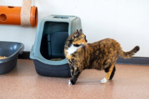 orange and black calico cat standing next to litterbox