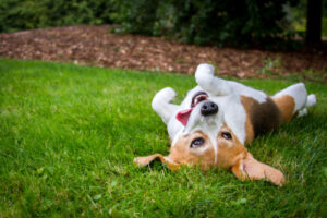 beagle dog rolling in the grass