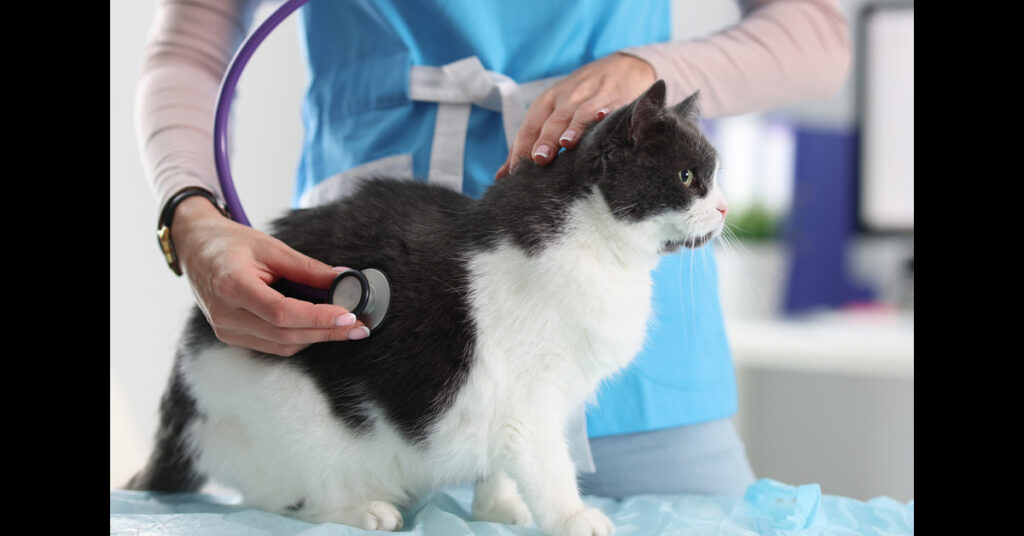 vet listening to black and white cat's breathing at clinic