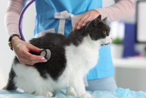 vet listening to black and white cat's breathing at clinic