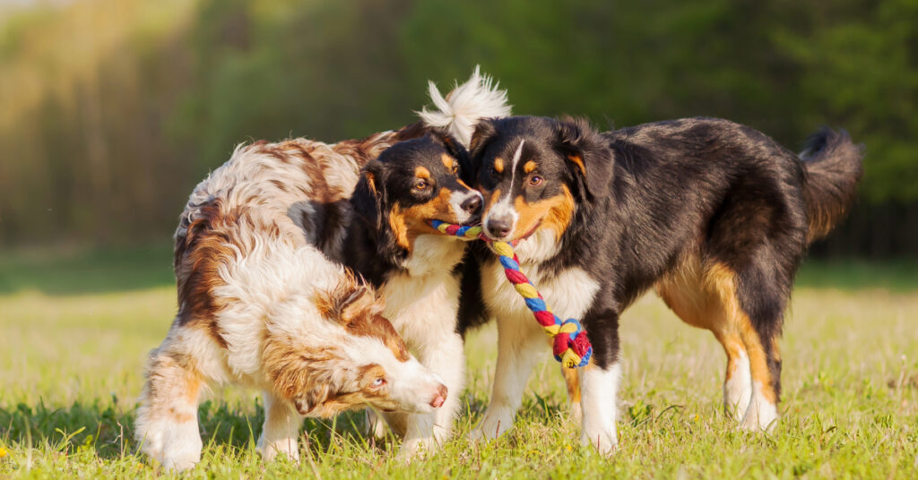three Australian Shepherd dogs fighting for a toy while outside