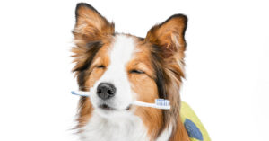 dog holding toothbrush in its mouth with eyes closed