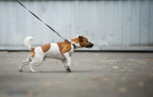 dog pulling on its leash while walking down the street