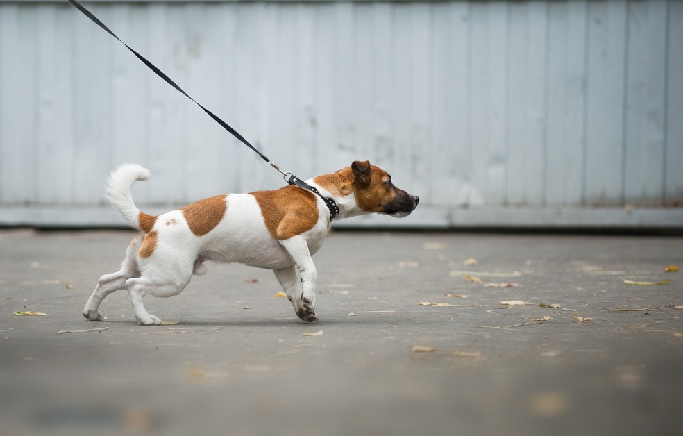 dog pulling on its leash while walking down the street