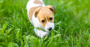 close up of puppy eating grass