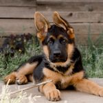A purebred German Shepherd puppy lies on the sidewalk against a wooden wall. ears to the side.looking into the camera. High quality photo